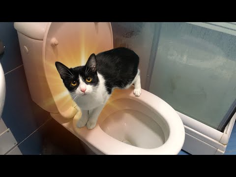 КАК ПРИУЧИТЬ КОТА К УНИТАЗУ ?