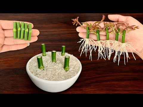 Magical secret to help rose branches grow roots quickly / Simple method.