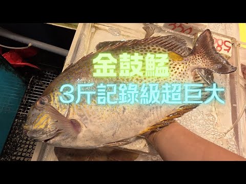 超巨3斤级42cm金鼓鯭😯估唔到可以咁大條,一魚2味,又幾好食~fishcutting香港海鮮~社長遊街市Seafood