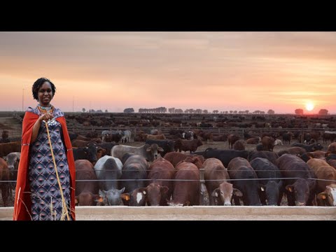 How a Young MAASAI Girl Became a SUCCESSFUL Sahiwal Cattle Breeder In a DRY AREA