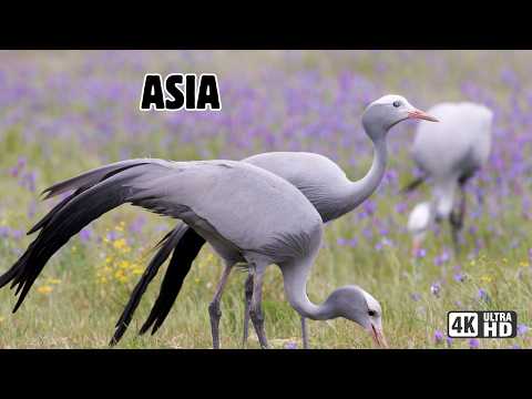 AVES: Las Más Hermosas del Continente Asiatico | Documental MEGA-EPISODIO