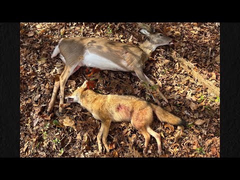 Shooting a Deer and Coyote in the Same Hunt! #hunting #deerhunting