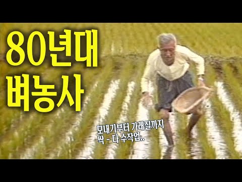노동의 끝판왕.. 80년대 벼농사 🌱  | 고전영상 옛날영상