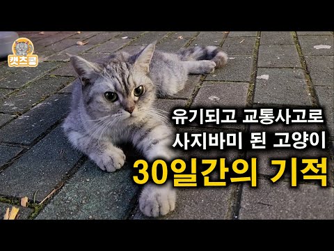 교통사고로 길바닥에서 꼼짝 못 하는 품종묘 고양이 뛰기까지 (구조에서 입양까지)