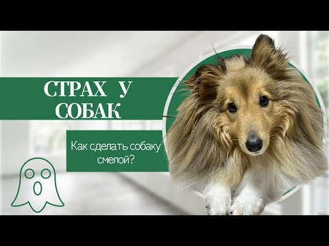 СТРАХ у СОБАК | Учим ШЕЛТИ не бояться САЛЮТОВ