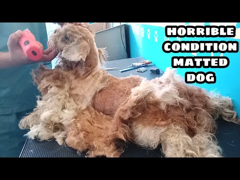 Matted Dog at Horrible Condition | Grooming full Shavedown