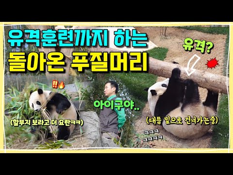 [ep.236] 연속 앞구르기에 하다하다 이젠 유격훈련까지!!ㅋㅋㅋ푸바오의 푸질머리 대환장파티🔥❤️ㅣ할부지 보란듯이 해먹에서 방방 뛰는 못말리는 푸바오ㅋㅋㅣ에버랜드 판다월드