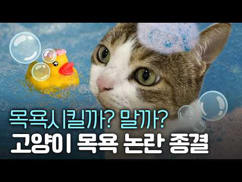 Do Cats Need Baths If They Groom Themselves?