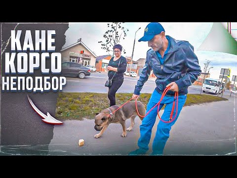 Неподбор (Один из способов, как отучить подбирать) Кане корсо