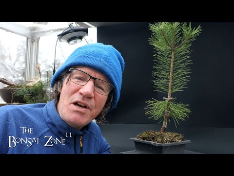 Pruning My Japanese Black Pine Seedling and it's History, The Bonsai Zone, Jan 2024