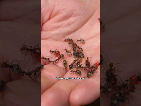 This is an ant farm AND a terrarium for the world's strangest ants