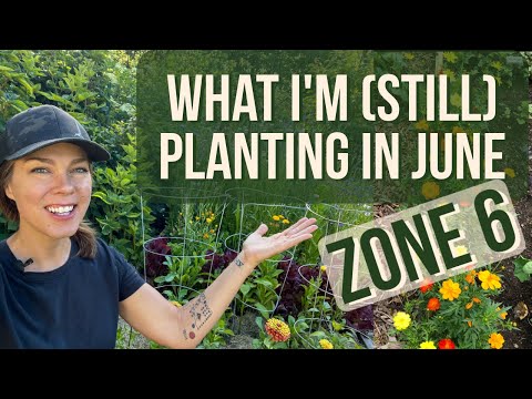 What Can I Plant in June in the Vegetable Garden?