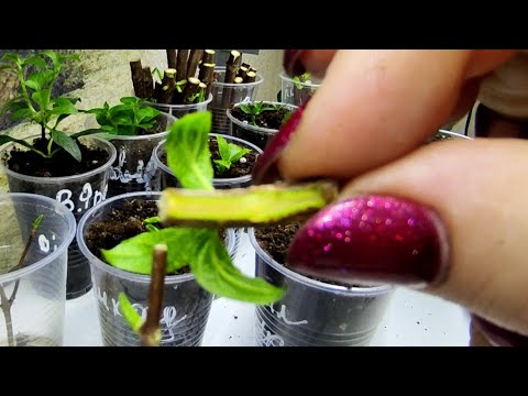 Комбинированный способ укоренения метельчатой гортензии Бонфаер, Пиксио и др.из тонких веточек 🌿🌿