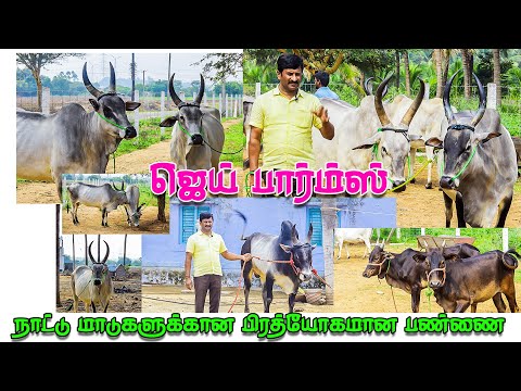 NATTU MADUKAL MATTUM KITAIKKUM |JAI FARMS NATTU MATTU SANTHAI|