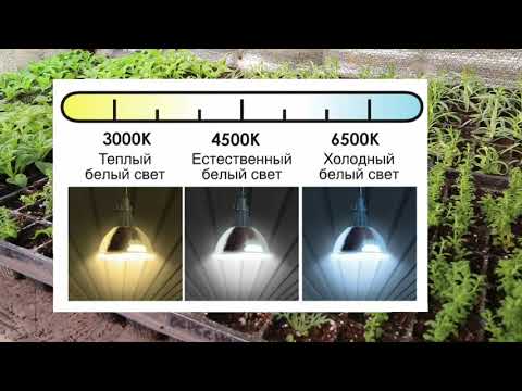 Об освещении моей зимней теплицы. И как досвечивать рассаду?