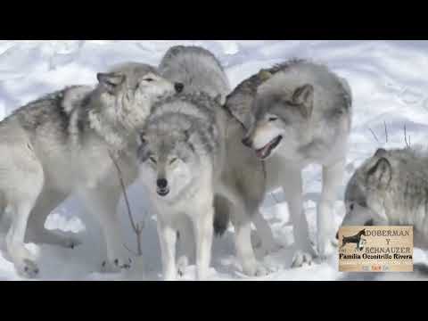 REPRODUCCIÓN DEL LOBO