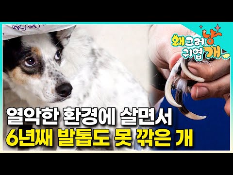 세상과 단절되어 집에만 갇혀 빛을 보지 못한 채 살았던 개... 몸이 아픈 보호자와 열악한 환경에서 벗어나 행복을 되찾을 수 있을까?│#왜그러냥귀엽개