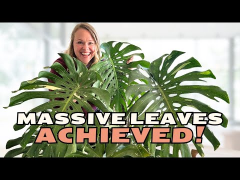 Stop Wasting Money on the WRONG Monstera Support