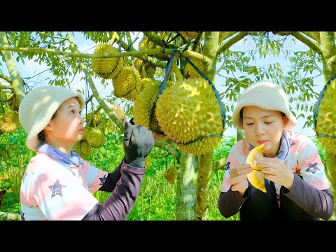 Harvesting a Durian Tree Loaded with Fruit | Selling at the Market & Doing Housework | Ngoc Nha