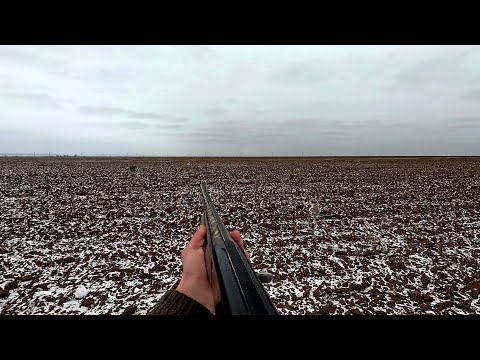 ОХОТА НА ЗАЙЦА В ЯНВАРЕ 2025!!!ЗАЙЦЫ КАЖДЫЕ 50 МЕТРОВ!ЗАЯЦ СДАЛ СЕБЯ УШАМИ!