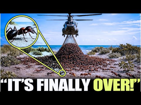 Scientists Just Released Killer Ants on Australia’s Deadliest Species — What Happened Next Shocked E