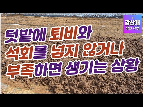 [Garden] The unfortunate phenomenon that occurs when you don't add compost and lime to your garden.