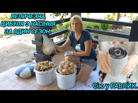 Секрети вирощування ЦИБУЛІ з РОЗСАДИ🧅СІЮ У РАВЛИК#цибулязнасіння#розсадацибулі#посівцибулівулітку