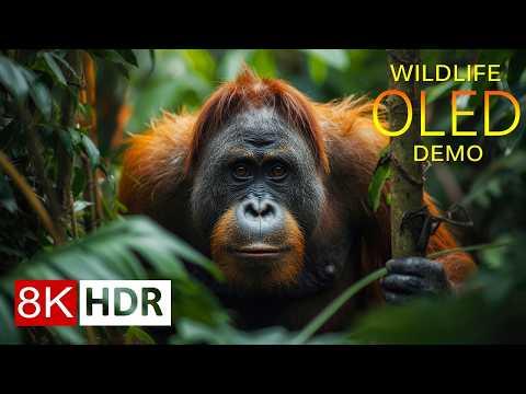 ANIMALS IN THE WILD 8K HDR – Nature Sanctuaries