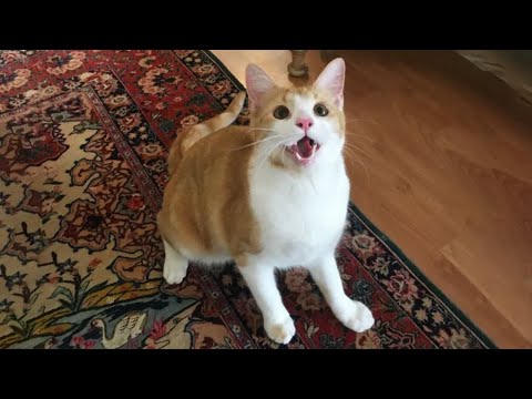 New Funniest Cats Clips 2025😼Try Not To Laugh😜 #28
