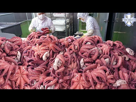 Produce 2,000KG at a time!! Parboiled Octopus Mass Production - Korea Seafood Factory