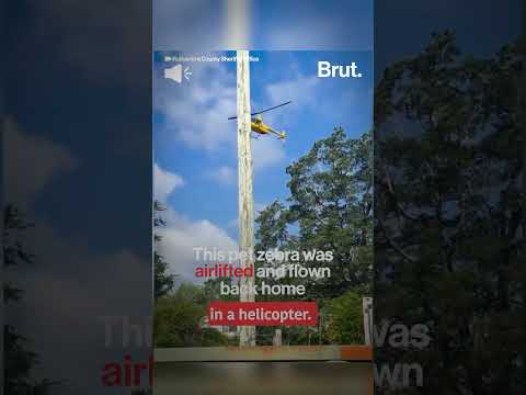 Ed the Zebra, a pet in Tennessee, was captured and airlifted after a week-long escapade.