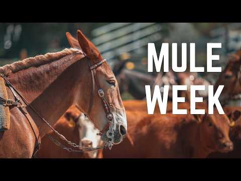 The Most Entertaining MULE EVENT You've Never Heard Of