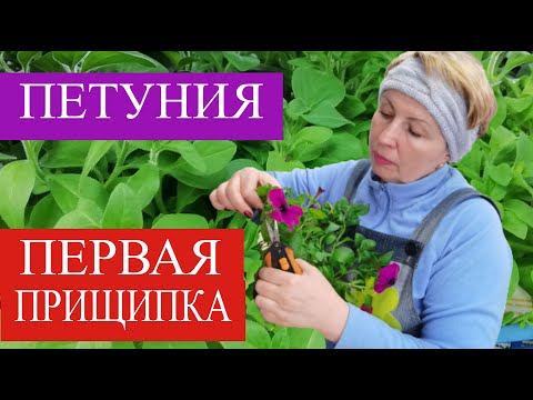 ПЕТУНИЯ первая прищипка. Тайдалы и тайфуны прищипывать или нет?