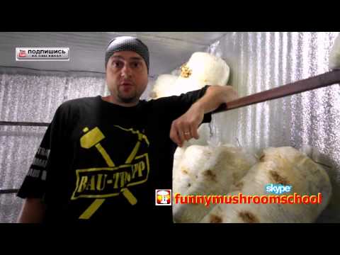 Вешенка  ШОК! Реанимация блоков летом, замачивание