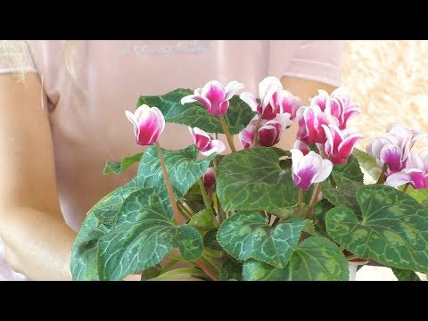 Как подружиться с ЦИКЛОМЕНОМ?! Особенности ухода.