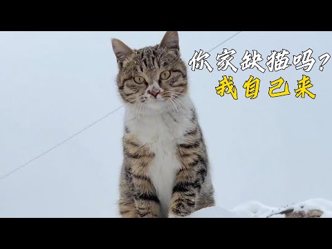 冬天零下二十幾度的氣溫，忍受不了寒冷，流浪貓主動為自己找了一個家