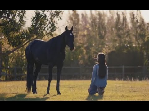#黑神駒##感人#女孩救了一只野馬，把它養大還和它睡覺，才知道它不是一只普通的馬