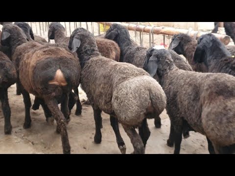 17-dekabr, 2025 SOTILADI 95 429 96 96 YANGI PARTIYA KELDI #XISSORI #ARASHAN #NAMANGAN#