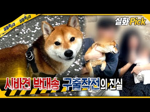 [실화Pick] 시바견 박대송 구출 작전의 진실 #실화탐사대 #실화On MBC250410방송