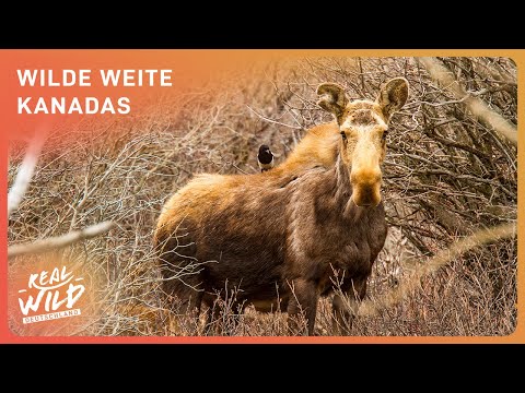 100 Minuten erstaunliche Einblicke in Kanadas unberührte Natur