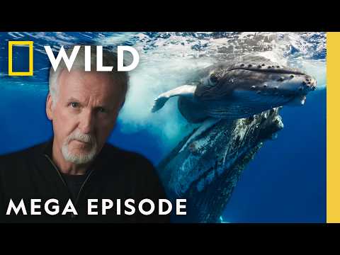 Exploring the Ocean's Secrets with James Cameron | OceanXplorers | MEGA EPISODE | Nat Geo Animals