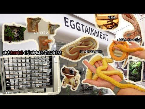 A reptile shop specializing in corn snakes, with over 300 snakes born annually! (feat. 10-year lo...