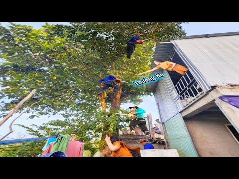 Cưa cây Trâm tàn trùm trên mái nhà / Sawing down the Trâm tree on the roof. | P168