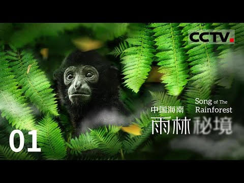 《中国海南 雨林秘境》揭秘雨林生物的多样性 全面展现海南热带雨林国家公园的魅力！EP01【CCTV纪录】