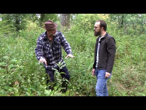 Futaie régulière V7