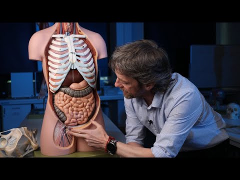 Femoral hernia anatomy