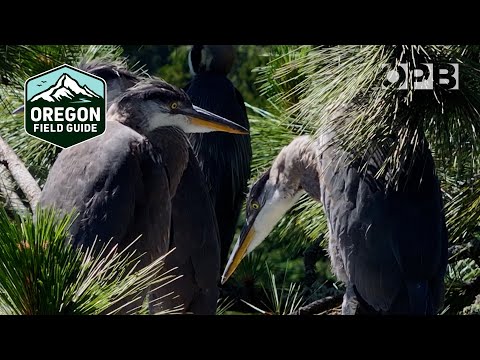 Portland urban naturalist tracks the great blue herons | Oregon Field Guide from the OPB Archives