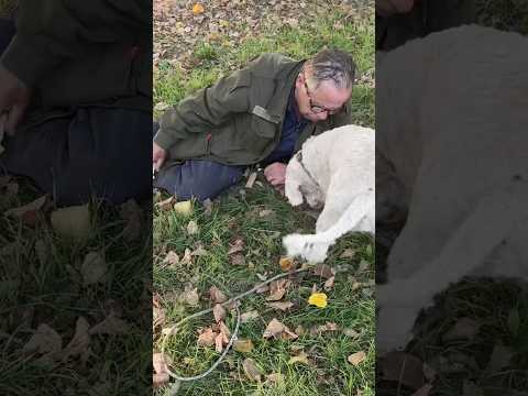 visiting Alba in Italy, renowned for its white truffles. #truffle #whitetruffle #truffleseason