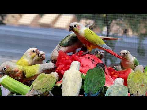 과일좋아하는 코뉴어들에게 만들어준 수박화채