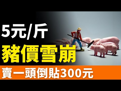 慘不忍睹！豬價腰斬！5元/斤！跌成「白菜價」，「賣一頭虧一頭」！行業內卷到死！養殖戶血本無歸，賣一頭豬倒貼300元！豬農撐不住了！